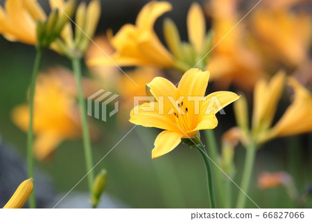 黃花菜 黃花菜 66827066