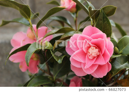 Camellia pink 66827073