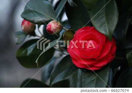 Tsubaki Sancha 66827074