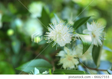 White flower of silver plum blossom White flower of silver plum blossom 66827333