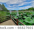 蓮花 66827601