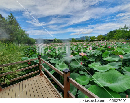 蓮花 66827601