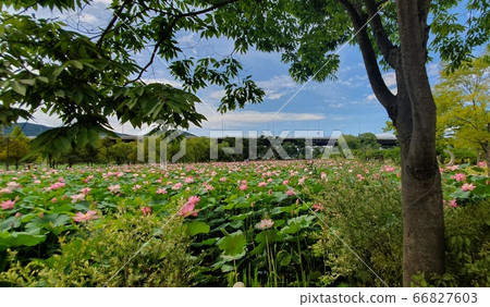 花 花 66827603