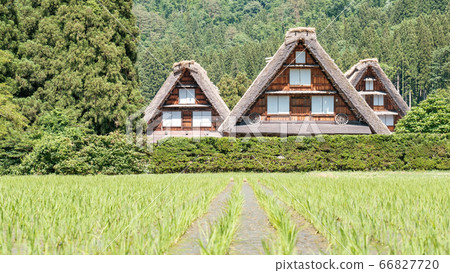 初夏白川鄉(白天) 初夏白川鄉(白天) 66827720