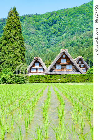 Early summer Shirakawa-go (daytime) Early summer Shirakawa-go (daytime) 66827755