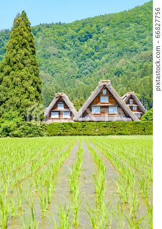 Early summer Shirakawa-go (daytime) Early summer Shirakawa-go (daytime) 66827756
