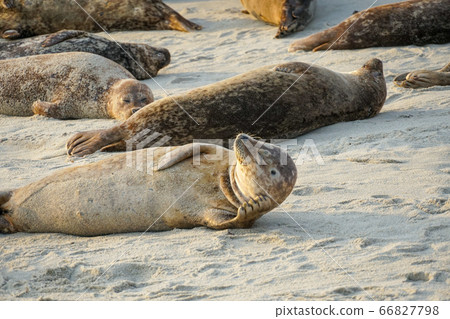 Sea lions and seals napping on a cove under the sun at La Jolla, San Diego, California. Sea lions and seals napping on a cove under the sun at La Jolla, San Diego, California. 66827798
