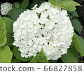 pure white hydrangea 66827858