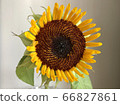 A small sunflower 66827861