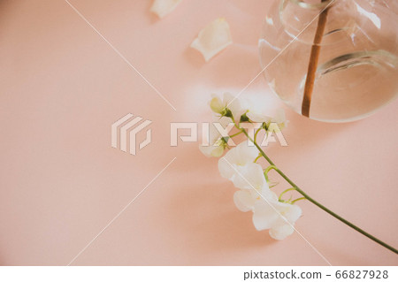 香豌豆 66827928