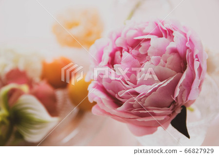 Peony and peach 66827929