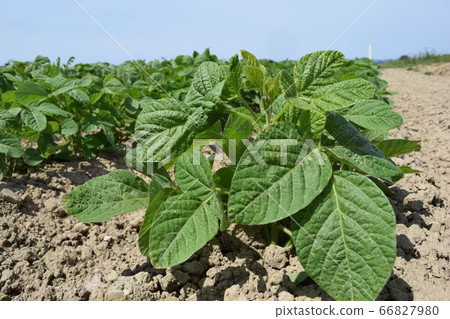 Soybean field 66827980