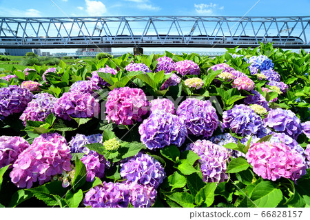 京成Skyliner穿越繡球花和鐵橋 66828157