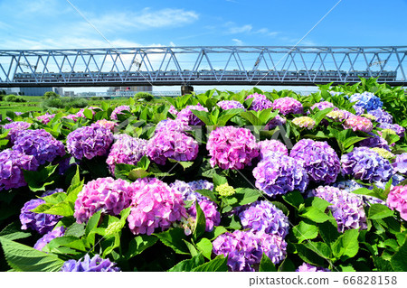 京成電鐵道過繡球花和鐵橋 京成電鐵道過繡球花和鐵橋 66828158