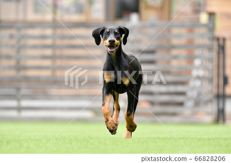 Doberman Puppy playing with dog run Doberman Puppy playing with dog run 66828206