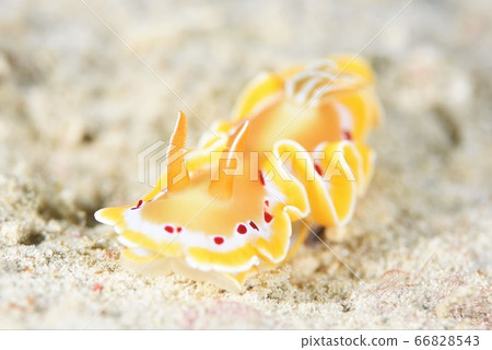 akaten黃蘑菇11 akaten黃蘑菇11 66828543