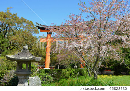 鳥居和櫻花,美國神社 鳥居和櫻花,美國神社 66828580