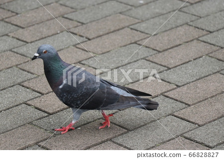 One pigeon walking in the city One pigeon walking in the city 66828827