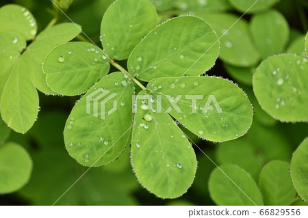 Ebisu grass leaves and polka dots Ebisu grass leaves and polka dots 66829556