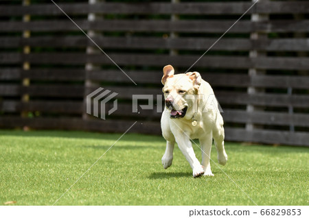 Labrador retriever playing in a dog run Labrador retriever playing in a dog run 66829853
