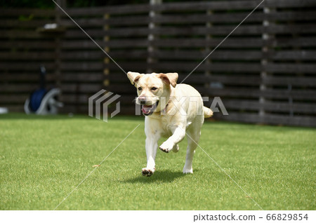 Labrador retriever playing in a dog run Labrador retriever playing in a dog run 66829854
