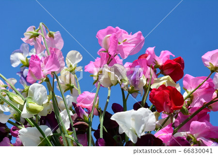A lot of colorful sweet pea, flower field, home garden, field, flower bed, flower image material 66830041