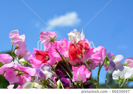 很多五顏六色的香豌豆花，花田，家庭花園，田野，花壇，花圖像素材 66830047