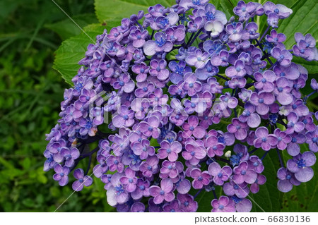 Hydrangea florets 66830136