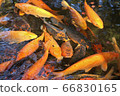 鯉魚群 66830165