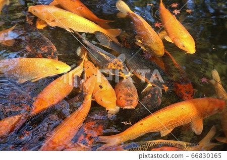 Flock of carp Flock of carp 66830165
