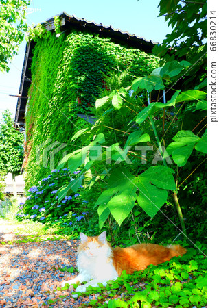 糾纏不清的葡萄藤和說謊的貓的房子 66830214