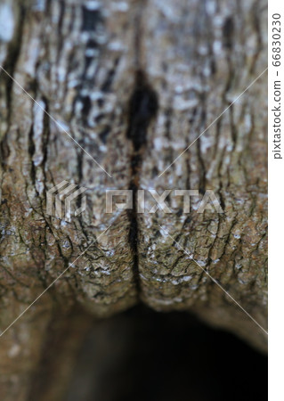 一棵看起來像女性生殖器的樹 一棵看起來像女性生殖器的樹 66830230
