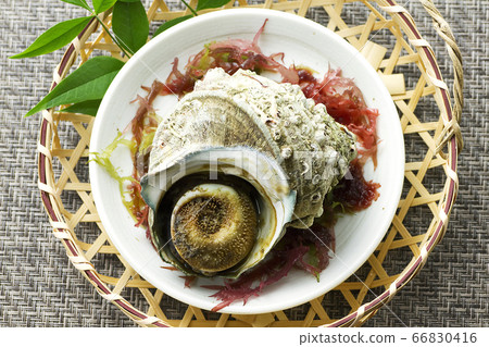 Sazae no Tsubaki 17 66830416