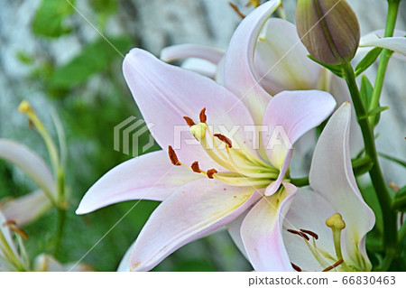 White garden lily 66830463