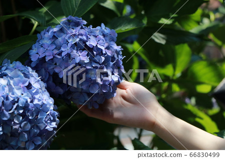 hydrangea   66830499