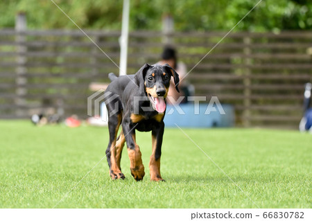 杜賓犬玩狗跑 杜賓犬玩狗跑 66830782
