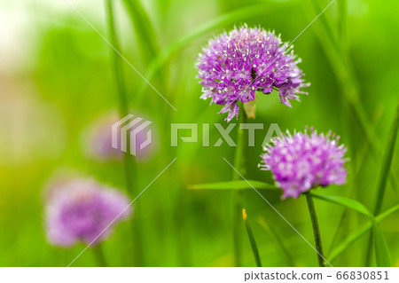 Onion flowers with rain drops on it Onion flowers with rain drops on it 66830851