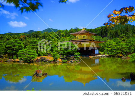 京都北區金閣寺的風景，金閣寺和綠色植物[6月] 66831081