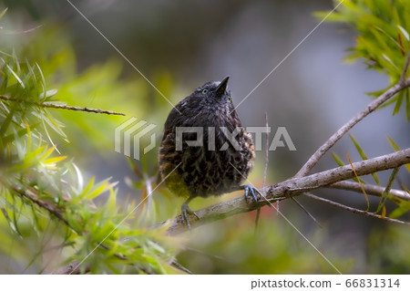 Gray-streaked Honeyeater Mitsui Wild Bird Gray-streaked Honeyeater Mitsui Wild Bird 66831314