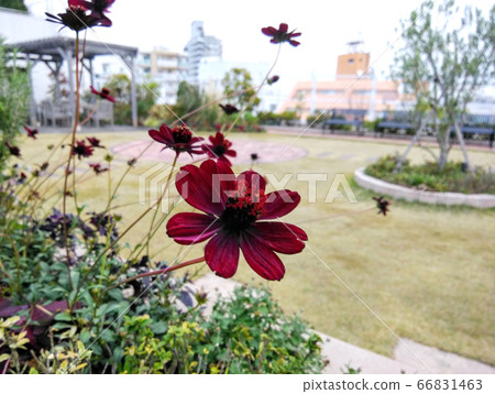Rooftop garden 66831463
