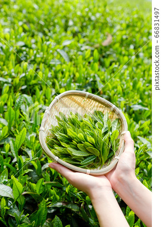京都府手塚町採摘茶葉，新茶，一番茶泉，宇治茶的女性手 66831497