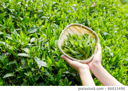 京都府手塚町採摘茶葉，新茶，一番茶泉，宇治茶的女性手 66831498