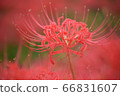 群集孤挺花 66831607