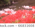 群集孤挺花 66831608