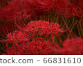 群集孤挺花 66831610