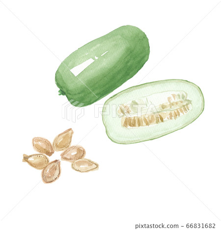Winter melon and seeds Winter melon and seeds 66831682