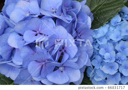 繡球 繡球 66831717