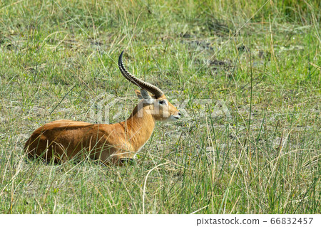 southern lechwe in Okavango, Botswana, Africa southern lechwe in Okavango, Botswana, Africa 66832457