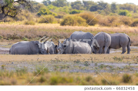 endangered white rhinoceros Botswana, Africa 66832458