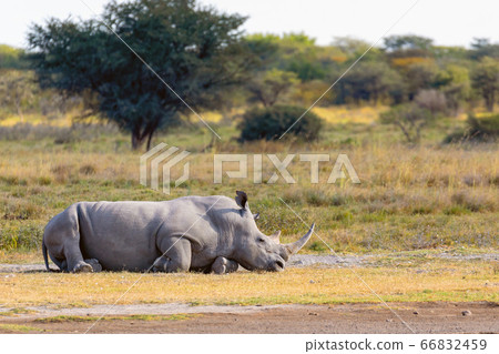 Resting endangered white rhinoceros Botswana, Resting endangered white rhinoceros Botswana, 66832459